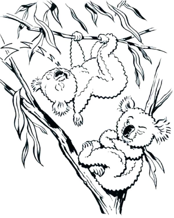Koala Bear Coloring Page Koala Coloring Pages Koala Coloring Pages 600x750 Koala Bear Coloring Page Koala Coloring Pages Koala Coloring Pages