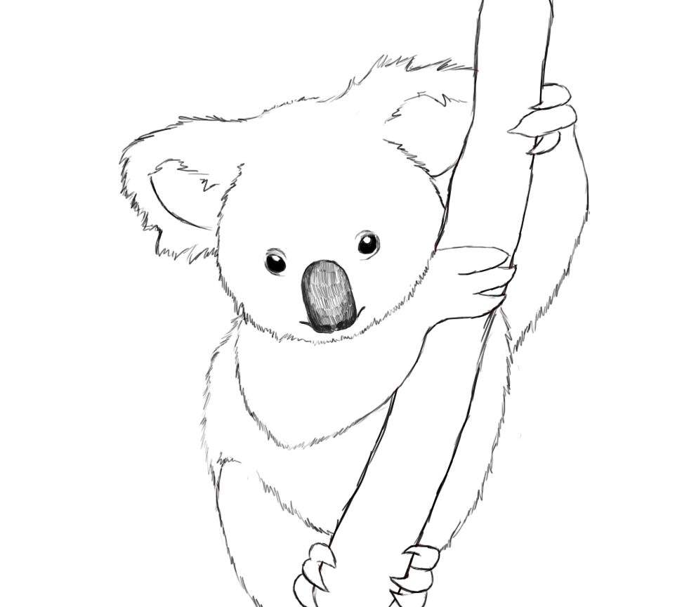 Koala Colouring Pages For Adults Free Printable Coloring Bear Baby 981x864 Koala Colouring Pages For Adults Free Printable Coloring Bear Baby