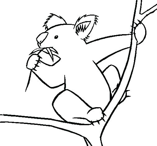 Koala Bear Coloring Page 505x470 Koala Bear Coloring Page