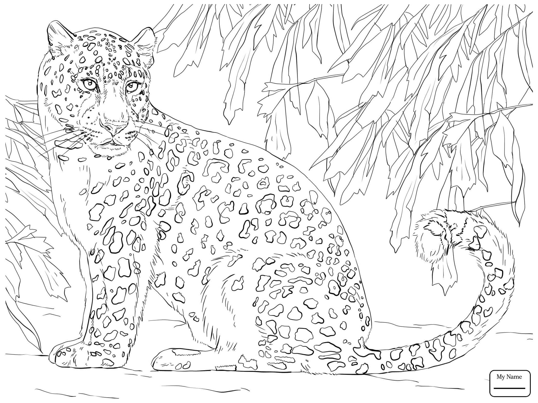 2089x1567 Mammals Amur Leopard Coloring Pages For Kids Download