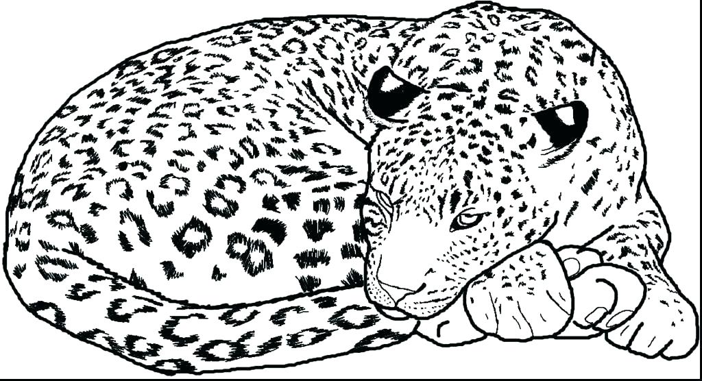Cute Baby Leopard Coloring Pages Coloring Pages