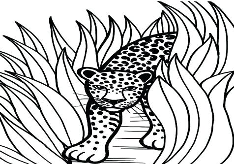 476x333 Snow Leopard Coloring Pages Coloring Trend Medium Size Girl