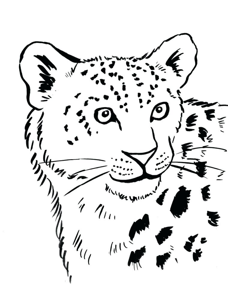 760x950 Snow Leopard Coloring Pages Snow Leopard Paint Color