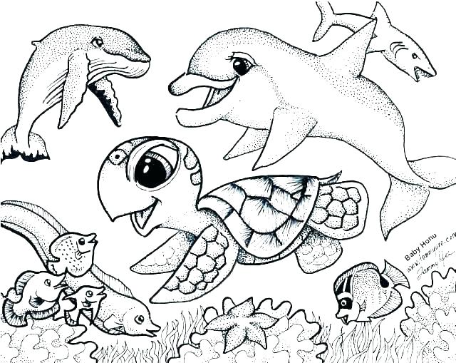 Sea Lion Coloring Pages Baby Lion Coloring Pages Baby Lion 640x509 Sea Lion Coloring Pages Baby Lion Coloring Pages Baby Lion