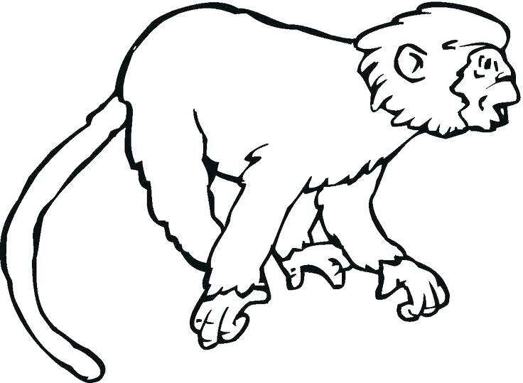 Baby Monkey Coloring Pages Spider Monkey Coloring Pages Coloring 736x539 Baby Monkey Coloring Pages Spider Monkey Coloring Pages Coloring