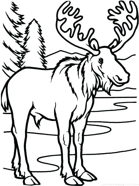 450x600 Moose Coloring Page Baby Moose Coloring Pages Moose And Zee