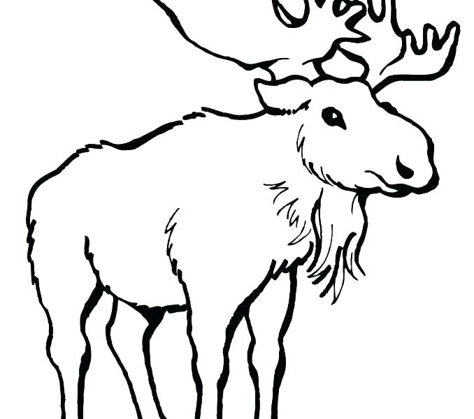 678x600 Moose Coloring Page Free Mouse Coloring Pages Moose Coloring Page
