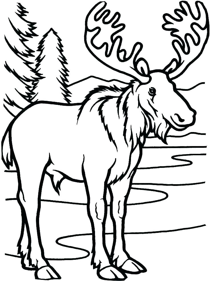 736x981 Moose Coloring Pages Moose Baby Moose Coloring Page Baby Moose