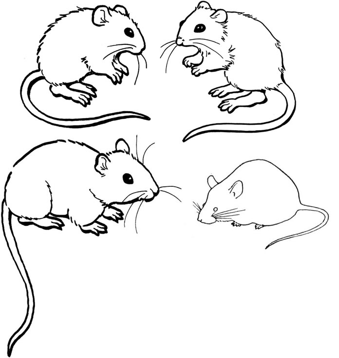 Mouse Coloring Pages 696x734 Mouse Coloring Pages