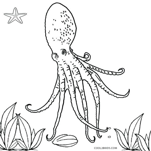 Octopus Coloring Pages Coloring Pages Octopus Baby Octopus 600x600 Octopus Coloring Pages Coloring Pages Octopus Baby Octopus