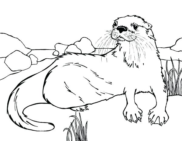 600x464 Sea Otter Coloring Page Advanced Free Sea Otter Coloring Pages