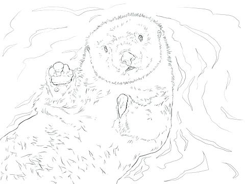 480x360 Sea Otter Coloring Pages Sea Otter Portrait Coloring Page Baby Sea