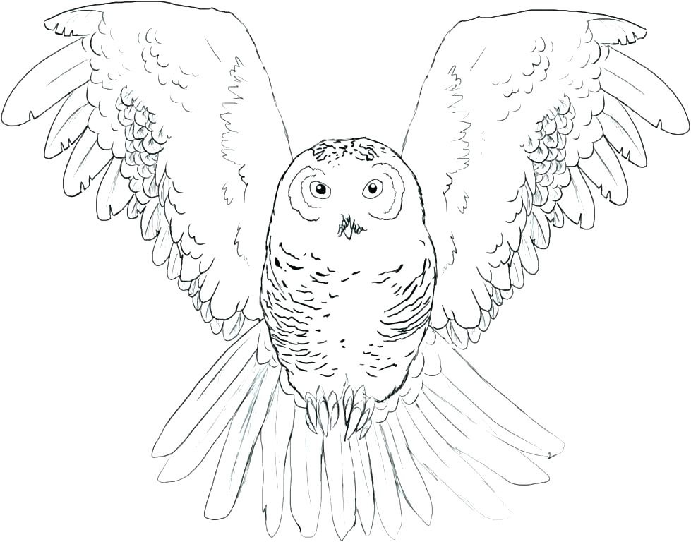 Snowy Owl Coloring Pages Snowy Owl Coloring Pages Page Burrowing 979x768 Snowy Owl Coloring Pages Snowy Owl Coloring Pages Page Burrowing