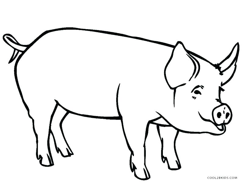 800x609 Coloring Pages Pig Baby Pig Coloring Pages Pig Color Page Fancy
