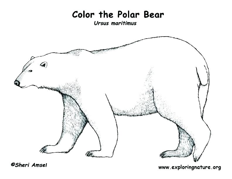 792x612 Baby Bear Coloring Pages Teddy Bear Picnic Coloring Pages Baby