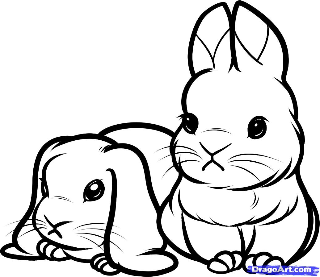 1036x898 How To Draw A Baby Bunny Rabbit
