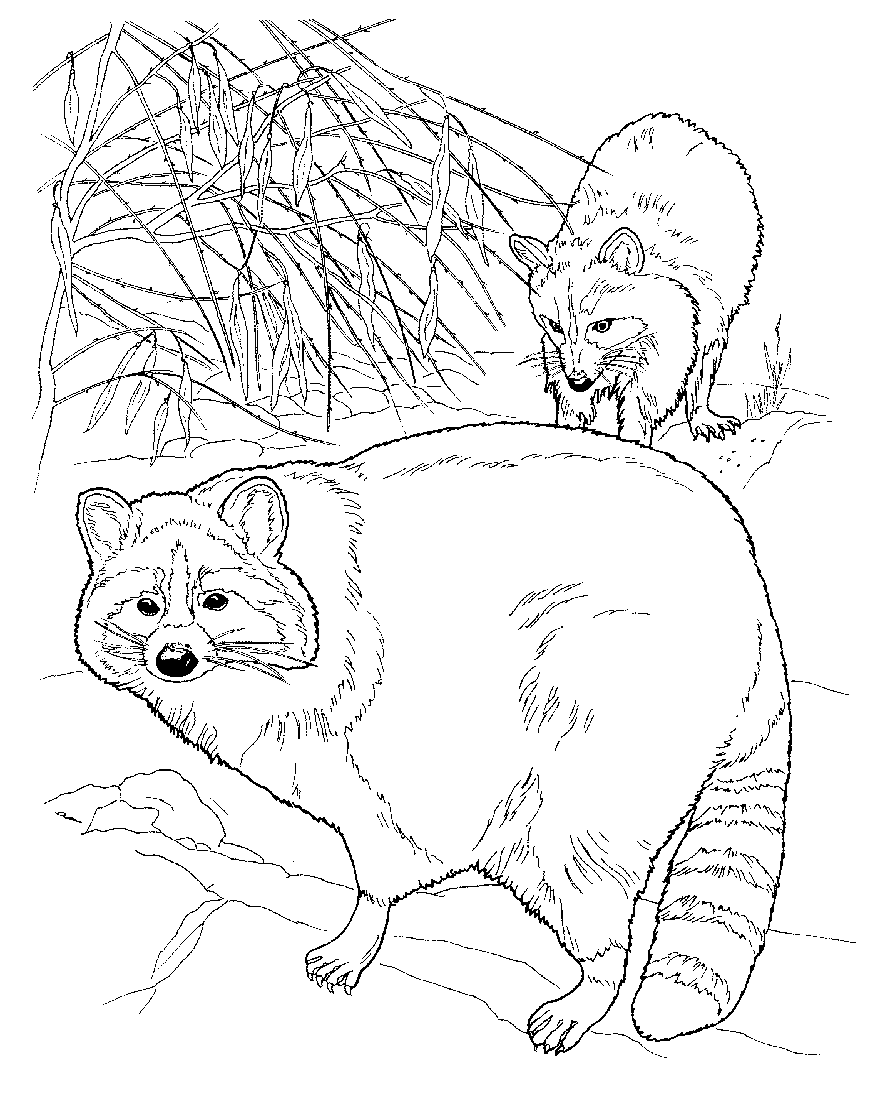 Free Printable Raccoon Coloring Pages For Kids 884x1120 Free Printable Raccoon Coloring Pages For Kids