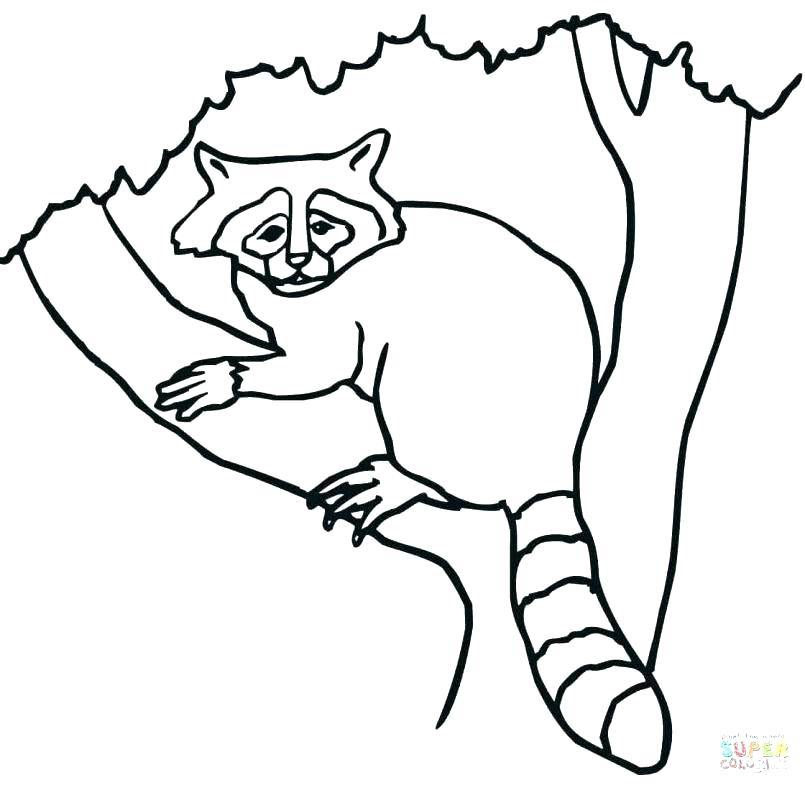 Raccoon Coloring Page Coloring Page Juggling Raccoon Coloring Page 805x788 Raccoon Coloring Page Coloring Page Juggling Raccoon Coloring Page