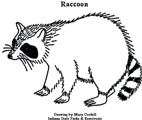 Raccoon Coloring Page Raccoon Head Coloring Coloring Pages Baby 500x420 Raccoon Coloring Page Raccoon Head Coloring Coloring Pages Baby