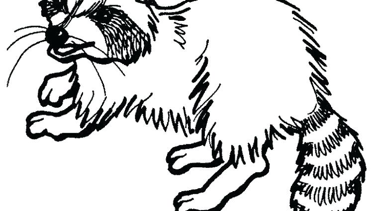 Raccoon Coloring Pages X Baby Raccoon Coloring Pages 750x425 Raccoon Coloring Pages X Baby Raccoon Coloring Pages