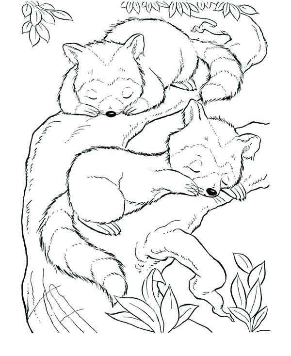 Racoon Coloring Page 600x734 Racoon Coloring Page