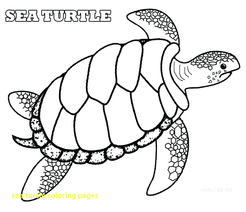 Coloring Pages Of Sea Turtles Sea Turtle Coloring Pages With Print 850x731 Coloring Pages Of Sea Turtles Sea Turtle Coloring Pages With Print