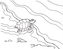 Coloring Pages Sea Turtles And The Quest To Nest Waterlife 220x170 Coloring Pages Sea Turtles And The Quest To Nest Waterlife