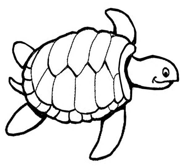 Dazzling Design Sea Turtle Coloring Pages Adult Baby Printable 600x539 Dazzling Design Sea Turtle Coloring Pages Adult Baby Printable