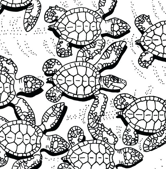 Paginas Para Colorear De Tortugas Marinas Baby Sea Turtles 570x582 Paginas Para Colorear De Tortugas Marinas Baby Sea Turtles