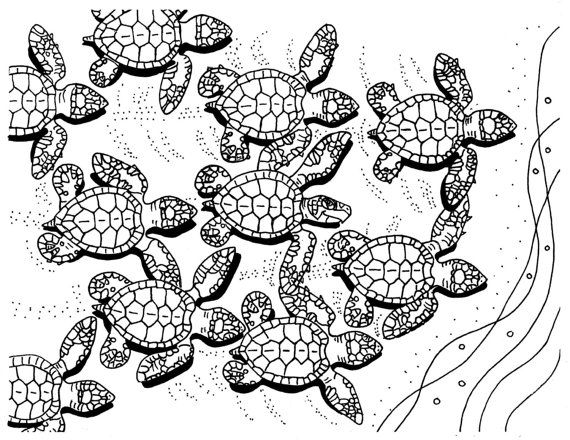 Baby Sea Turtles Coloring Page 570x440 Baby Sea Turtles Coloring Page