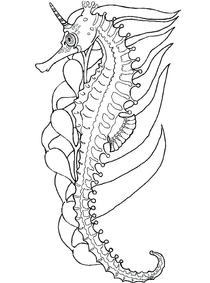 Seahorse Coloring Pages Sea Coloring Pages For Under The Sea 670x900 Seahorse Coloring Pages Sea Coloring Pages For Under The Sea