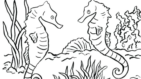 Seahorse Coloring Pages Seahorse Coloring Pages Com Baby Seahorse 585x329 Seahorse Coloring Pages Seahorse Coloring Pages Com Baby Seahorse