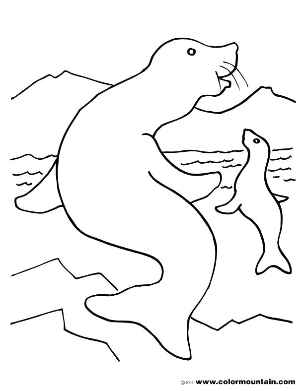 618x788 Seal Coloring Page Seal Coloring Page Template Harp Seal Coloring