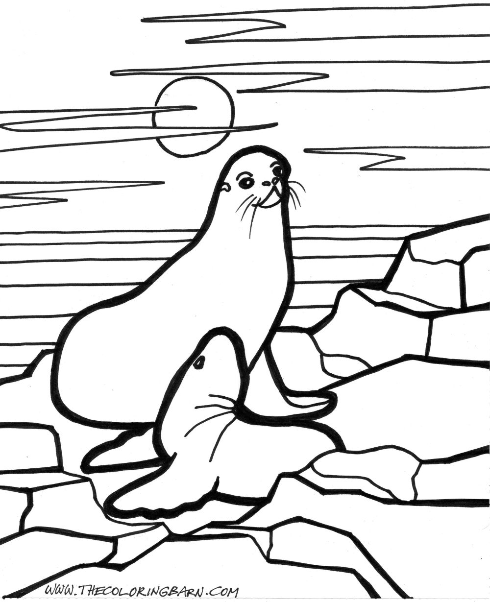 1000x1229 Seal Coloring Pages