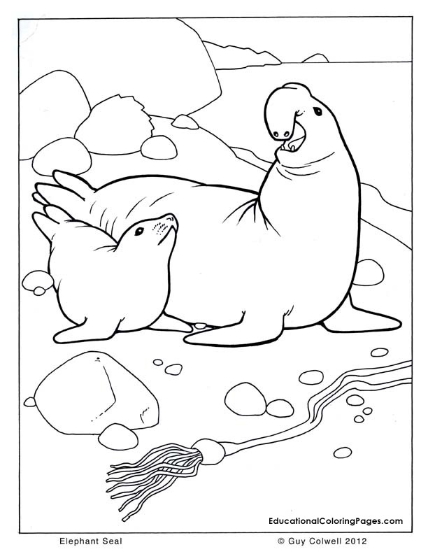 612x792 Seal Coloring Pages Awesome M Ocean Seal Coloring Page Coloring
