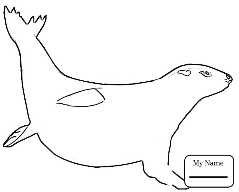 765x616 Seal Coloring Pages Coloring Pages For Kids Elephant Seal Mammals