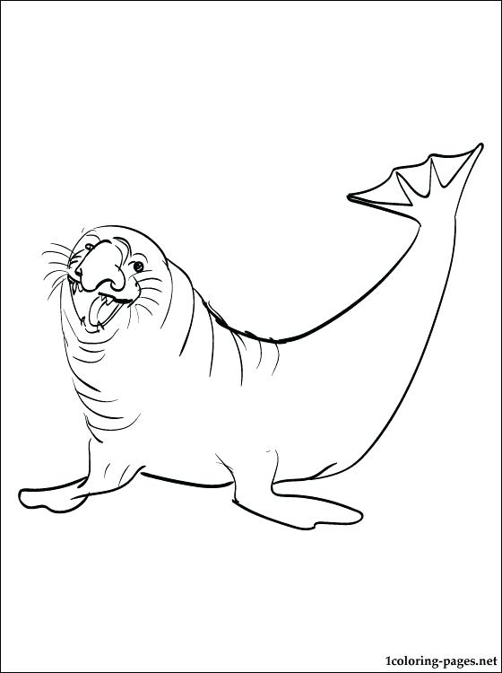 560x750 Seal Coloring Pages