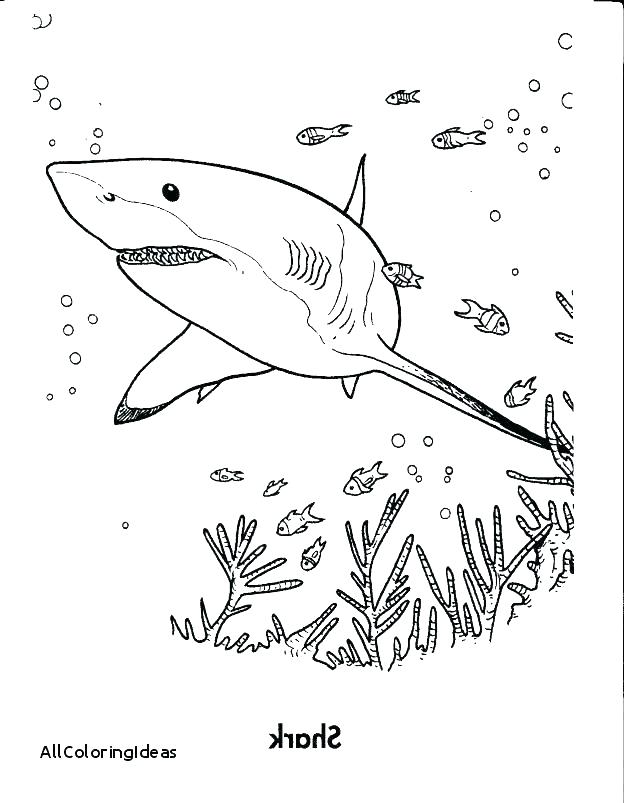 Shark Coloring Pages To Print Printable Shark Coloring Pages 624x803 Shark Coloring Pages To Print Printable Shark Coloring Pages