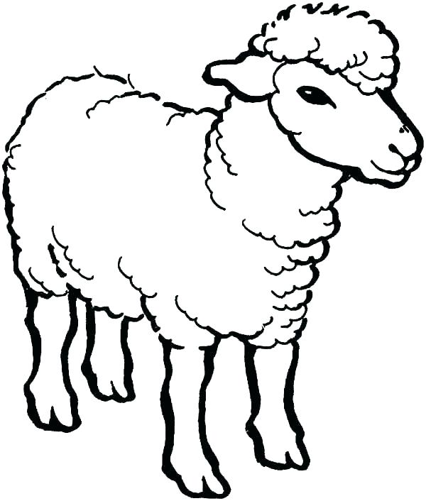 600x706 Baby Sheep Coloring Pages Baby Sheep Coloring Pages Baby Sheep