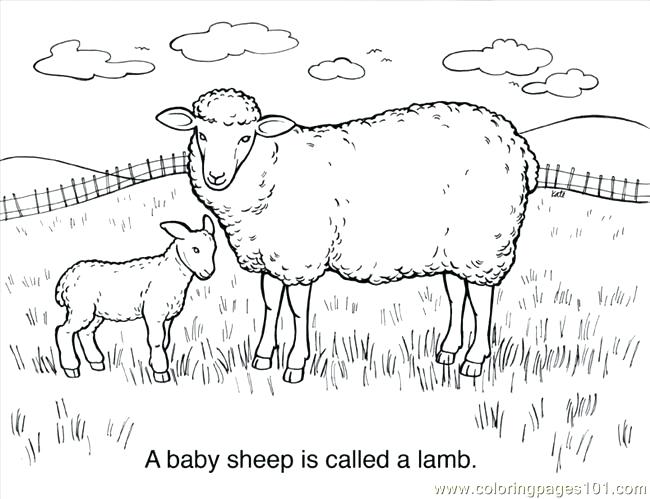 650x499 Coloring Page Of Sheep