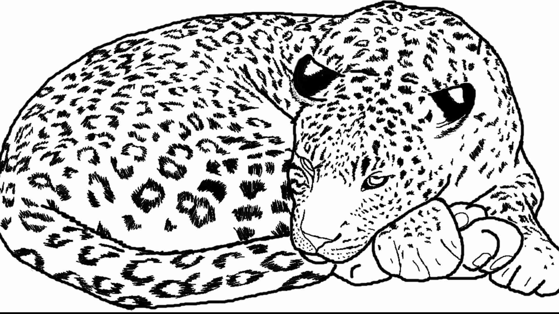 1920x1080 Leopards Coloring Pages Free And Snow Leopard Olegratiy