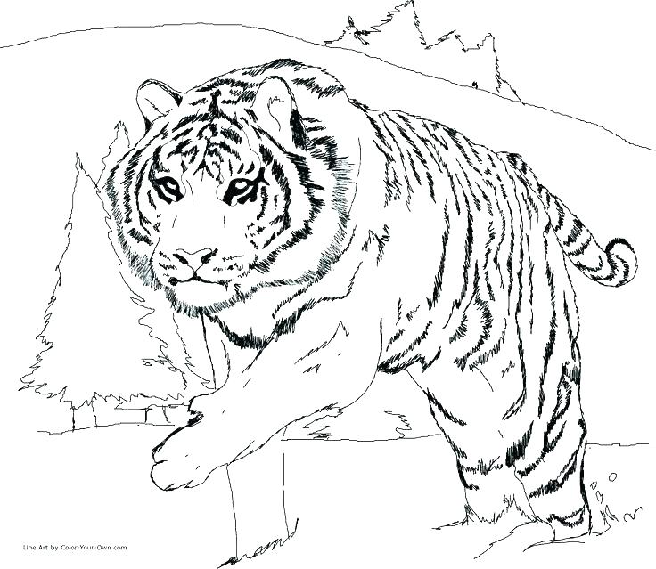 736x639 Snow Leopard Coloring Pages Snow Leopard Coloring Pages Leopard