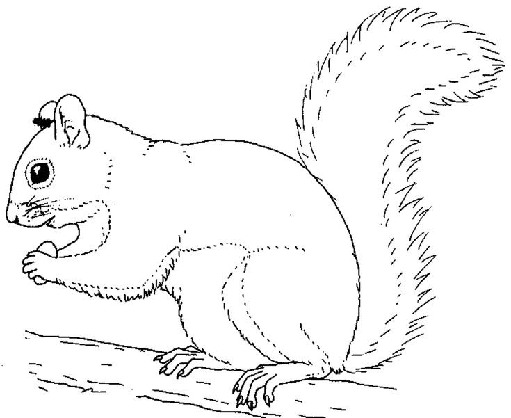 52 Best Squirrels To Color Images On Coloring Books 735x601 52 Best Squirrels To Color Images On Coloring Books