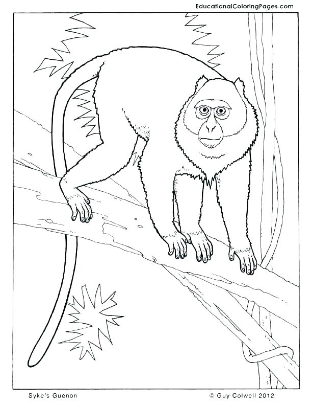 Squirrel Coloring Pages 612x792 Squirrel Coloring Pages