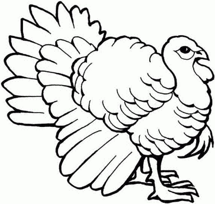 Wild Turkey Coloring Page To Print Online Animal Coloring Pages 730x691 Wild Turkey Coloring Page To Print Online Animal Coloring Pages