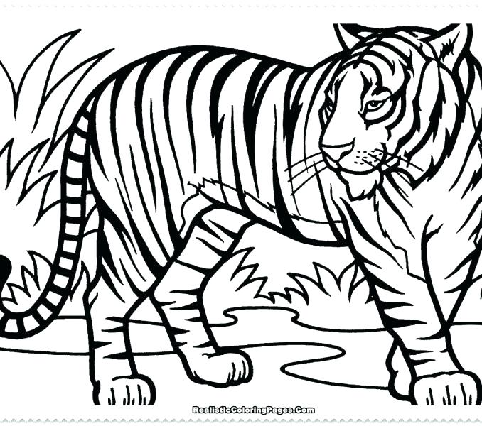 Printable White Tiger Pictures Kids Coloring Free Printable Tiger 678x600 Printable White Tiger Pictures Kids Coloring Free Printable Tiger