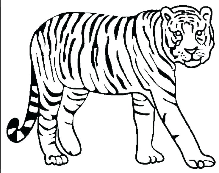 Baby White Tiger Coloring Pages at GetColorings.com | Free printable ...