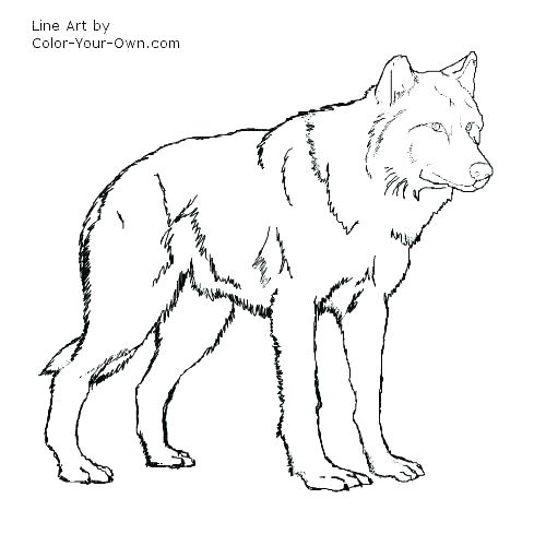 500x500 Baby Color Pages Coloring Pages Of A Wolf Baby Wolf Coloring Pages