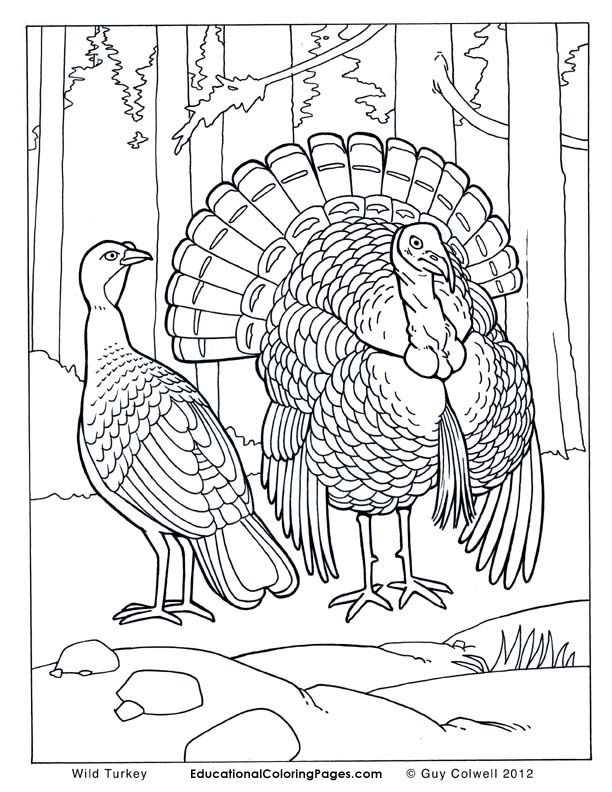 Bird Coloring Pages. Free, Printable, Realistic 612x792 Bird Coloring Pages. Free, Printable, Realistic