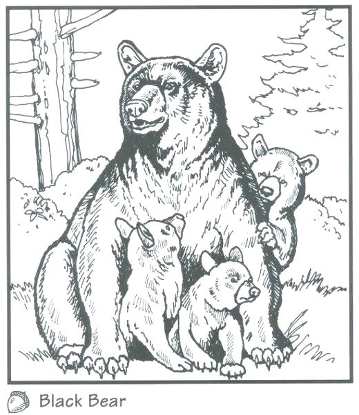Brown Bear Face Coloring Pages Black Page Backyard Animals 520x602 Brown Bear Face Coloring Pages Black Page Backyard Animals